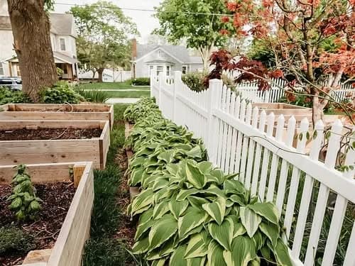Lush green hostas line a white picket fence next to raised garden beds in a residential yard.